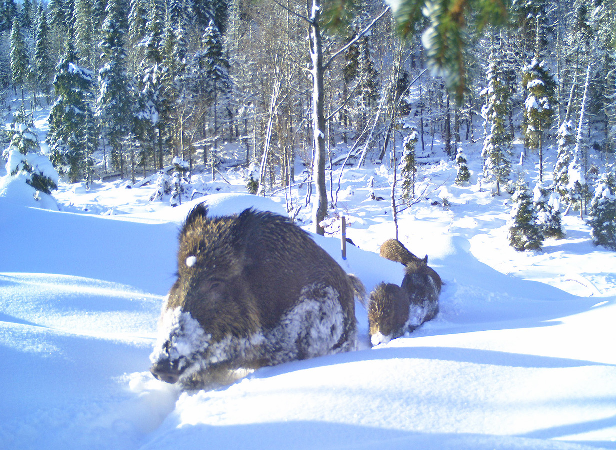 NPV BW PM 86 21 Erste bayerische Wildschweine tragen Halsbaender