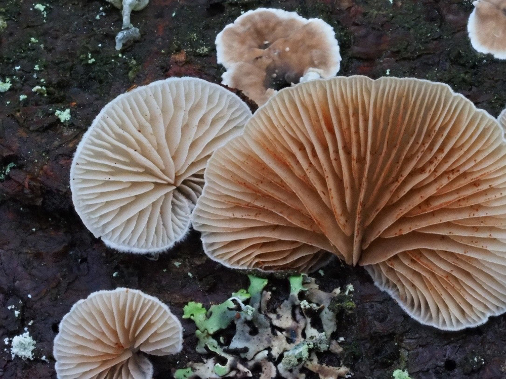 NPV BW VM 001 21 Pilze im Bhmerwald