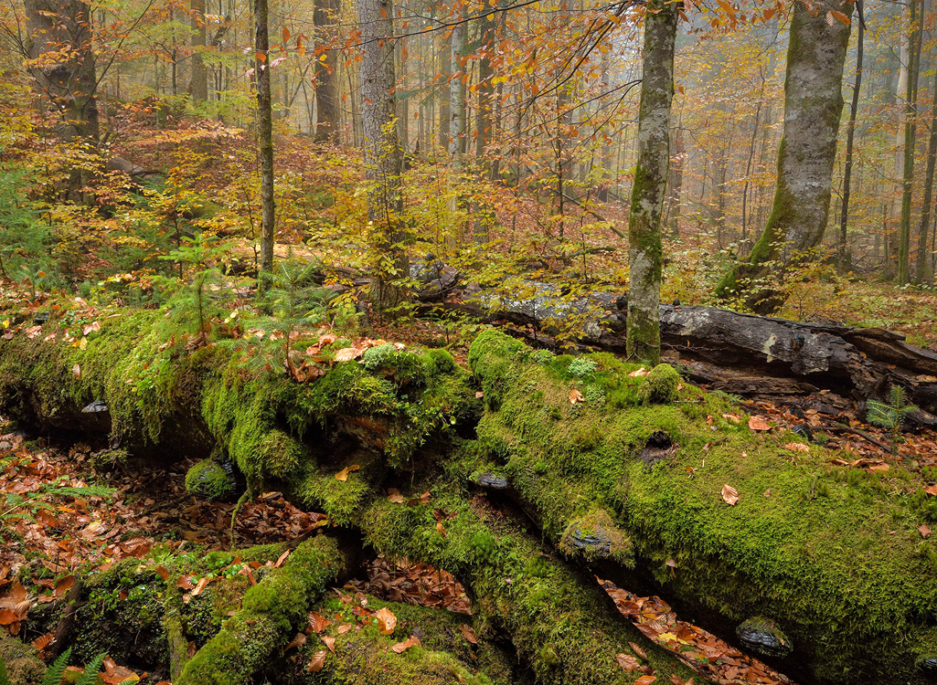 NPV BW VM 092 21 Von Urwaldgebieten und Triftklausen