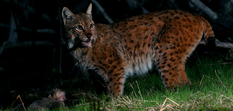 luchs01 daemmerungszeit w p