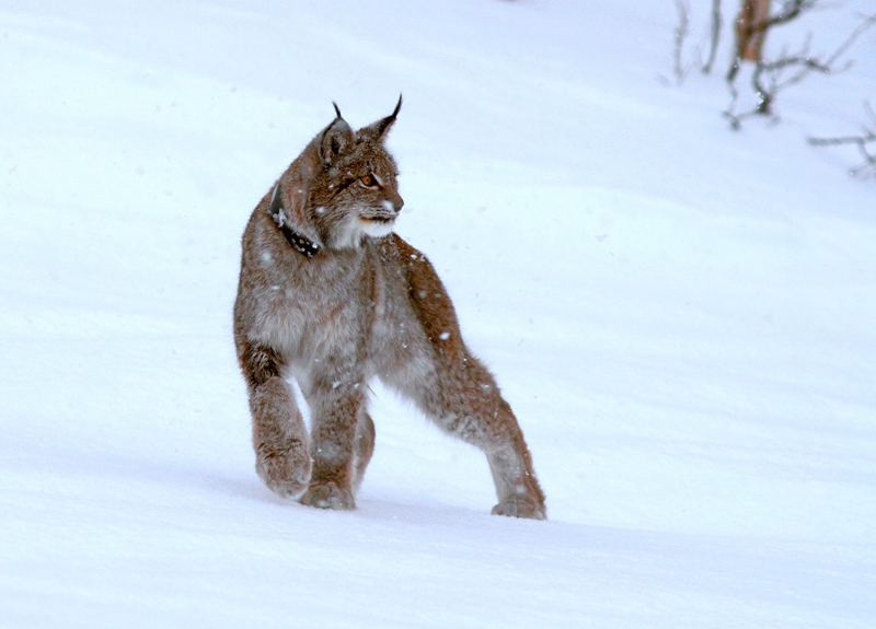 luchs03 im schnee w