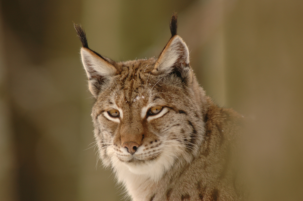 luchs w