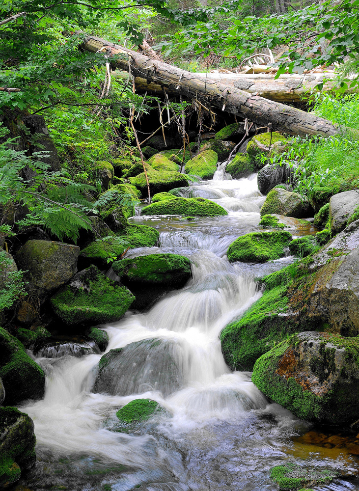 wasserqualitt w