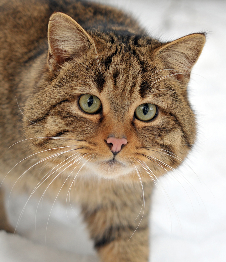wildkatze1 w