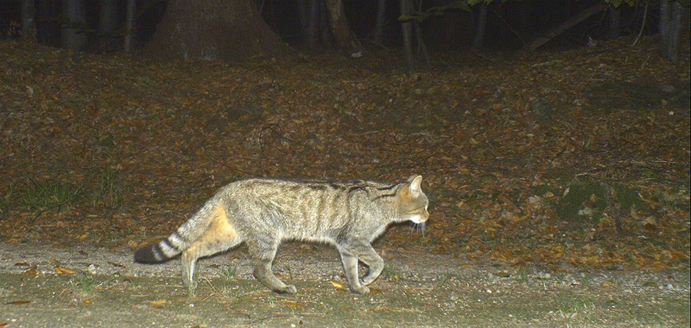 wildkatze2 w p