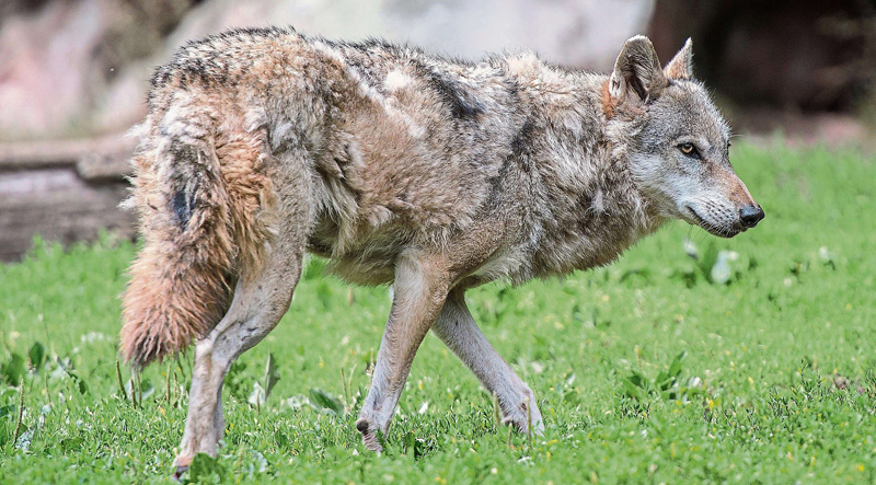 Ein Wolfshund1