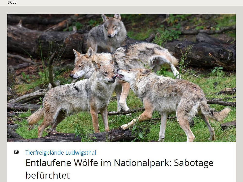 Entlaufene Woelfe