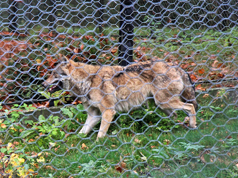 NPV BW PM 106 17 Fangerfolg am Nationalparkzentrum Falkenstein