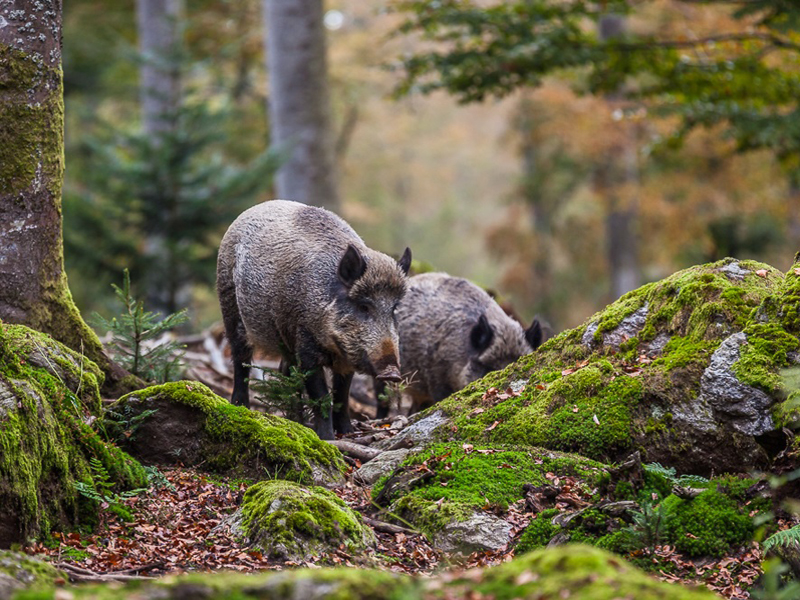 NPV BW PM 22 18 Wildschweine Jagdjahr 2017 18
