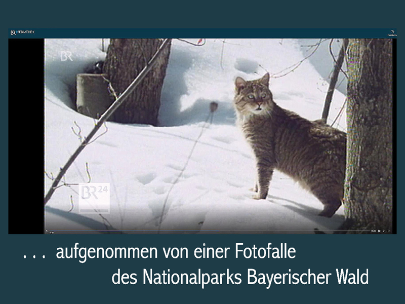 Wildkatze