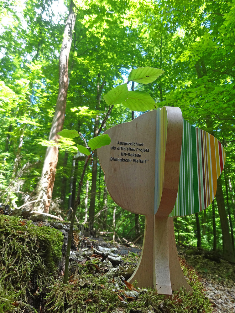 03 NPV BW PM 51 20 Mehr lebendiges Totholz im Wald 2