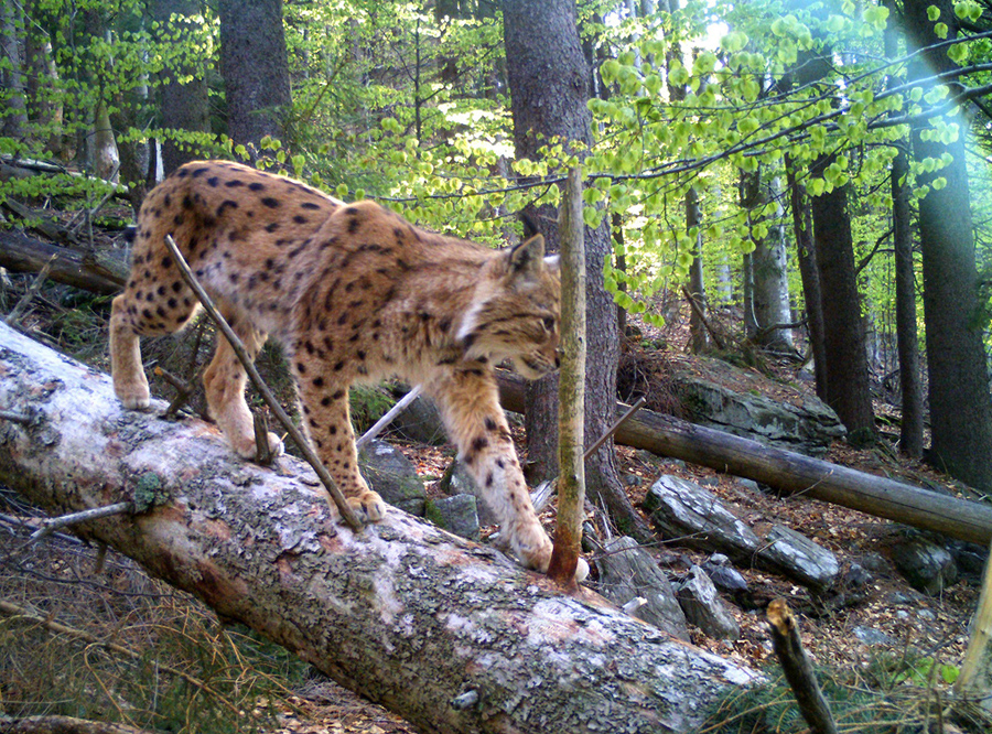NPV BW PM 11 20 Inventur der Wildtiere in den deutschen Nationalparks