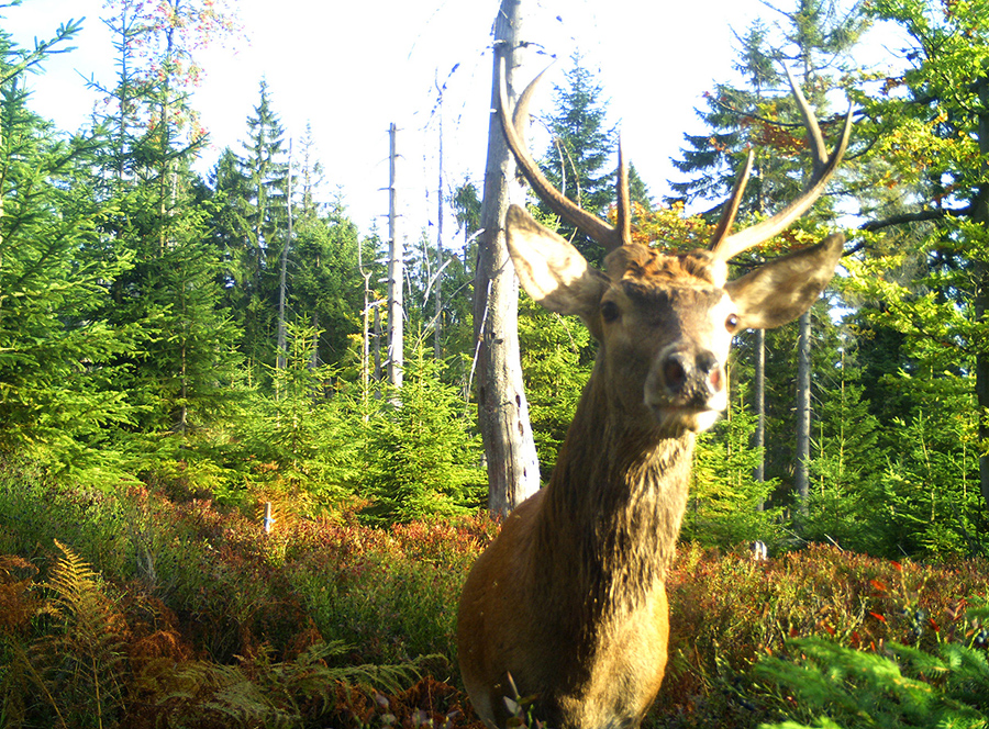 NPV BW PM 11 20 Inventur der Wildtiere in den deutschen Nationalparks 2