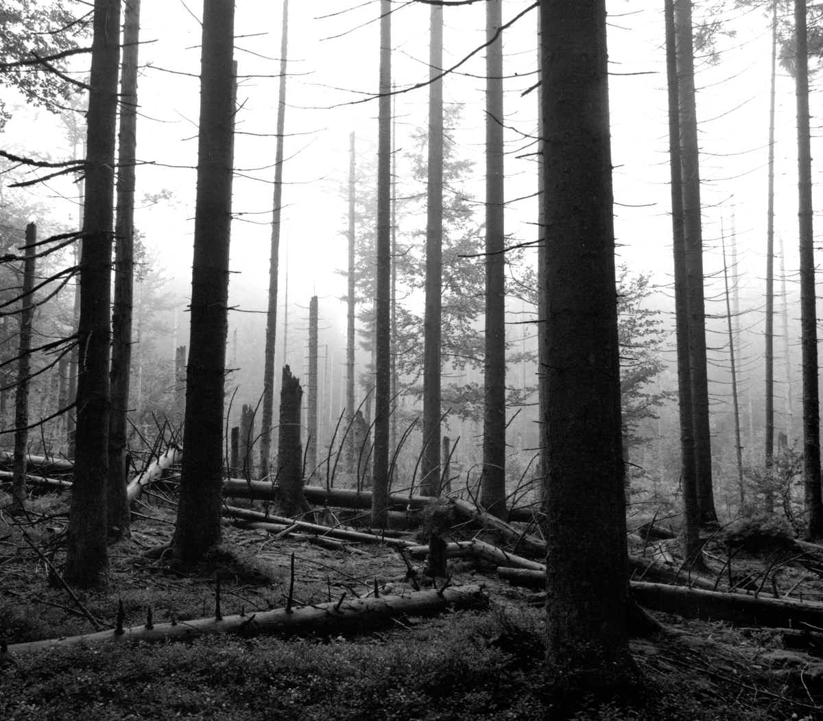 NPV BW VM 01 20 Der Wald in schwarz wei