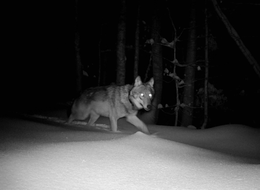 02 NPV BW PM 04 22 Wlfin aus dem umava streift durch den Nationalpark