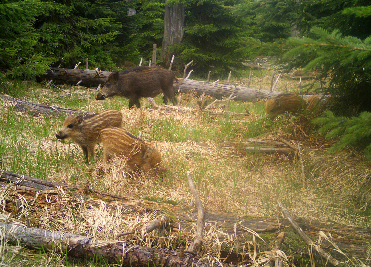 NPV BW PM 15 23 Besenderte Wildschweine liefern aufschlussreiche Daten