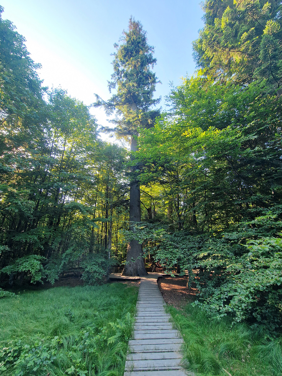 NPV BW PM 38 23 Waldhaustanne ist nun Nationalerbe Baum w