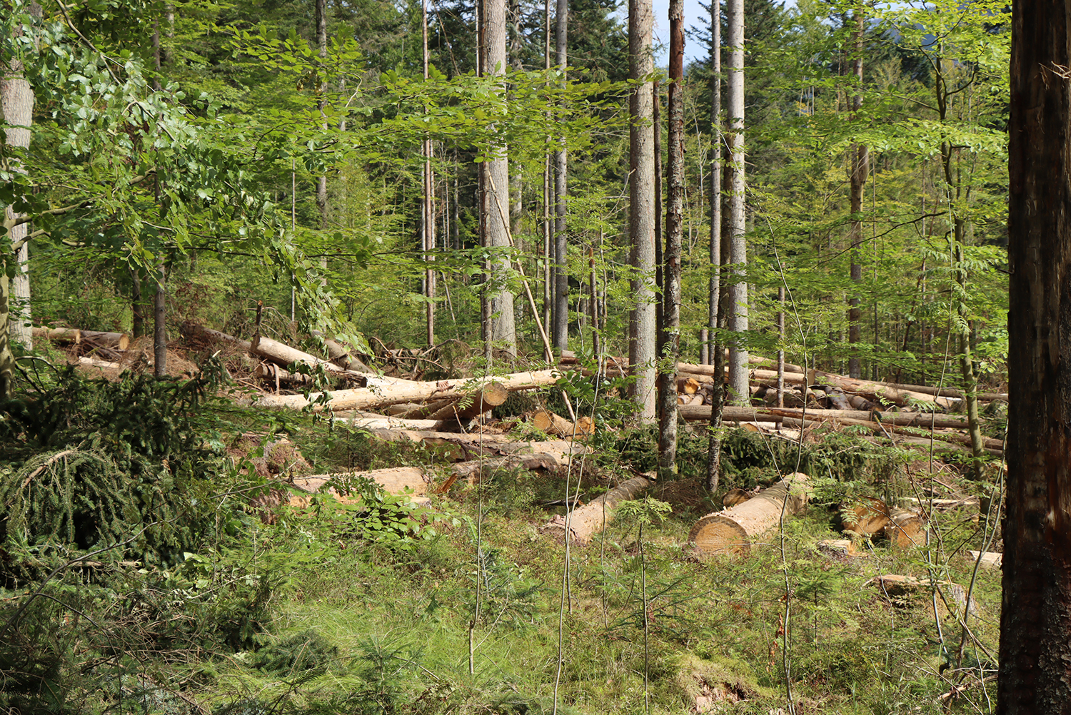 NPV BW PM 21 24 Nationalpark ist fr die Borkenkfersaison gerstet 2