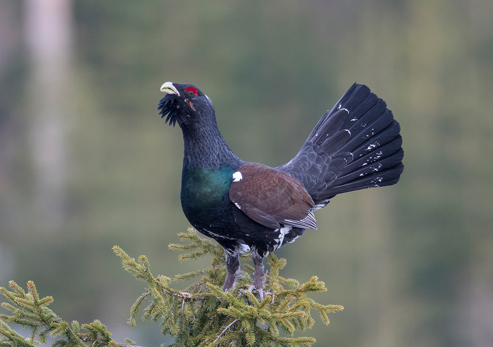 NPV BW PM 53 24 a Auerhuhn Population ist deutlich gestiegen