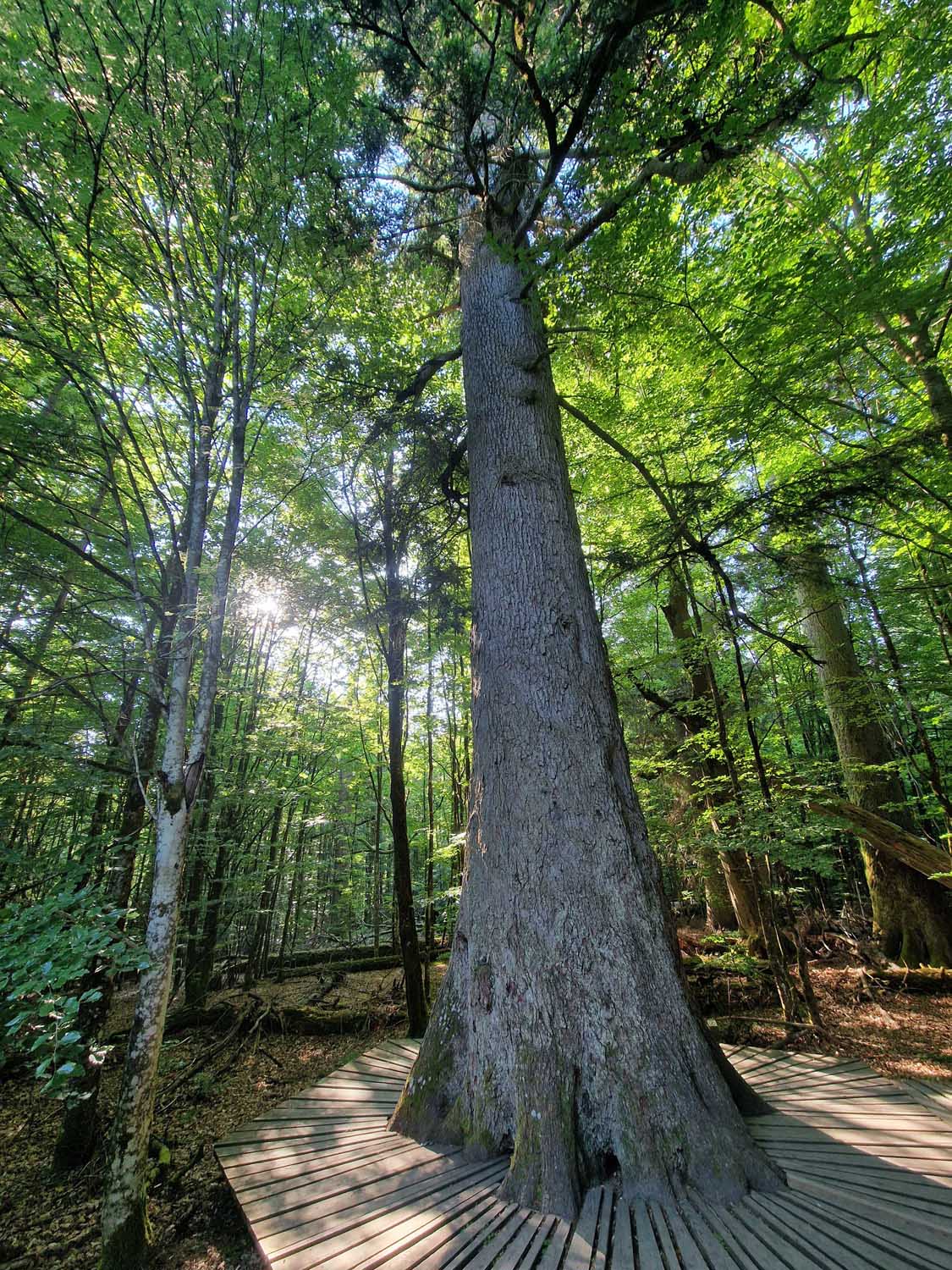NPV BW VM 046 25 Mit der Nationalparkleiterin in Zwieslerwaldhaus unterwegs