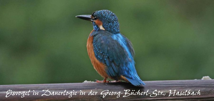 eisvogel titel