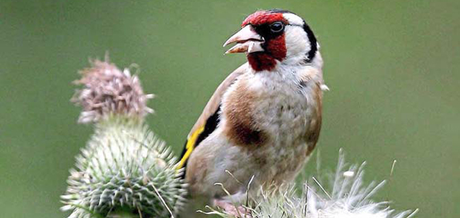 vogel dj 2016 016 cha ztg 00 101015 wp