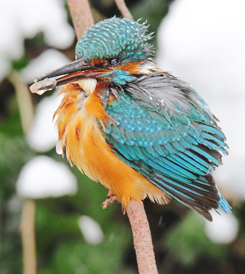 Eisvoegel1 013 BOG ZTG 00 300117 w