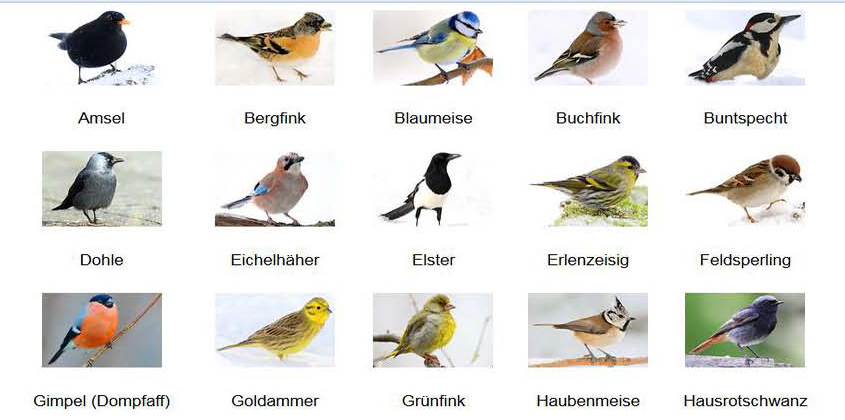 vogelportrts2