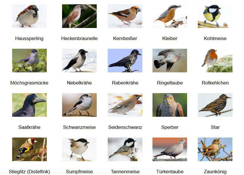 vogelportrts3
