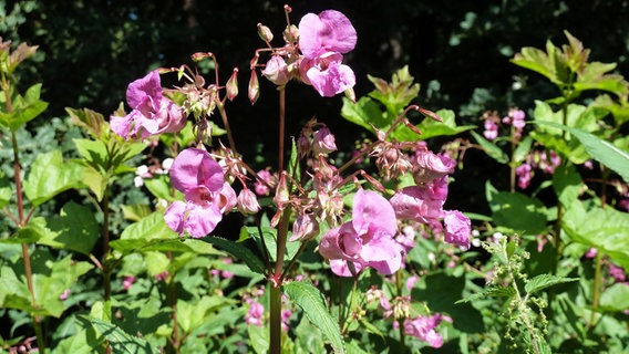 springkraut1