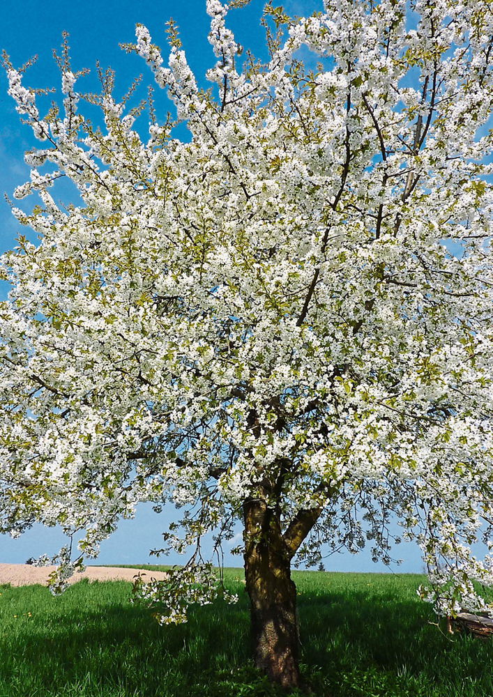 streuobstwiesen w