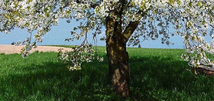 streuobstwiesen w p
