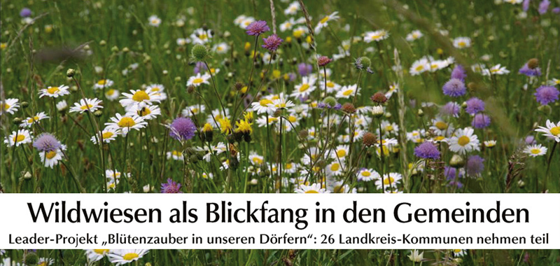 wildwiesen cover