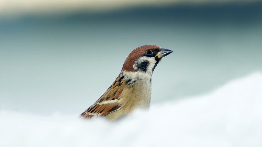 01 wintervoegel-vogelzaehlung-voegel-104 feldsperling
