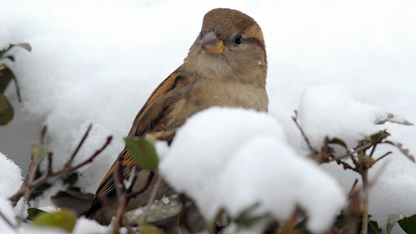 02 wintervoegel-vogelzaehlung-voegel120 spatz