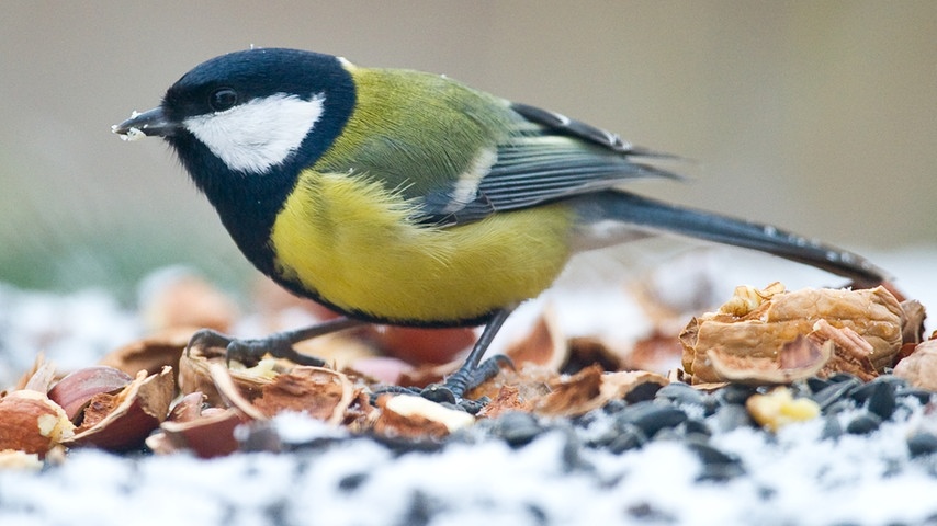 03 wintervoegel-vogelzaehlung-voegel112 kohlmeise