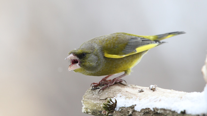 04 wintervoegel-vogelzaehlung-voegel-106 gruenfink