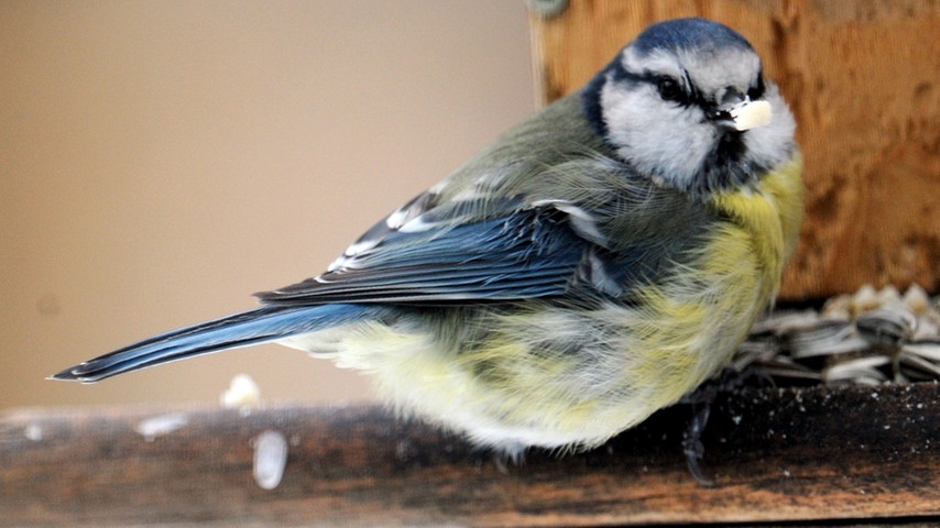 05 wintervoegel-vogelzaehlung-voegel100 blaumeise