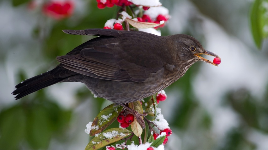 06 wintervoegel-vogelzaehlung-voegel106 amsel