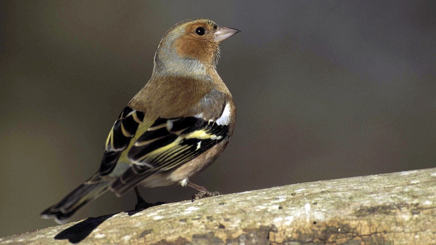 07 wintervoegel-vogelzaehlung-voegel102 buchfink