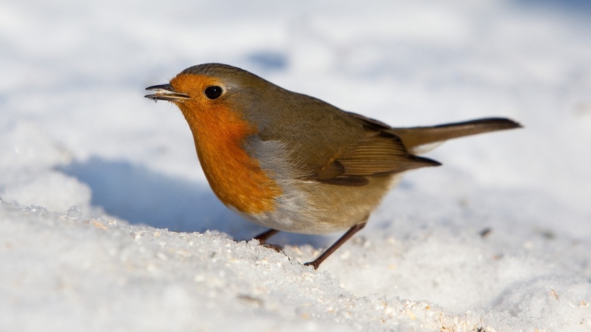 10 wintervoegel-vogelzaehlung-voegel122 rotkehlchen