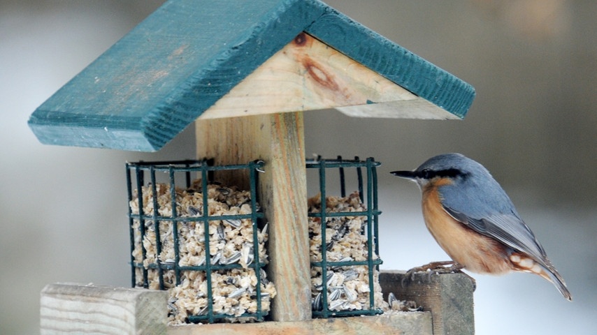11 wintervoegel-vogelzaehlung-voegel124 kleiber