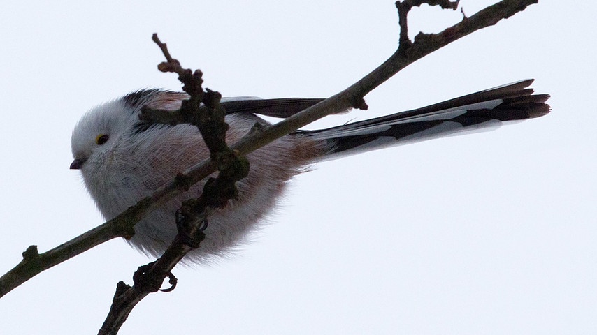 12 wintervoegel-vogelzaehlung-voegel108 schwanzmeise