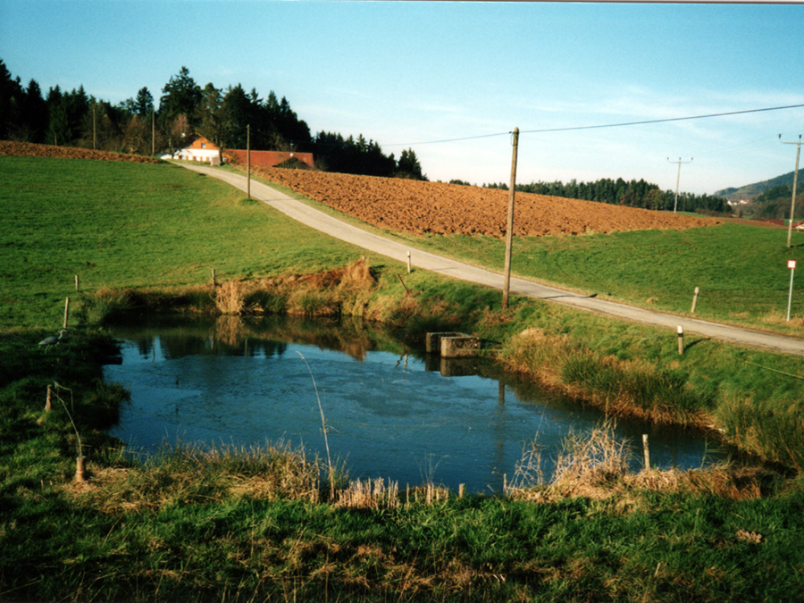 Weiher beim Moser w