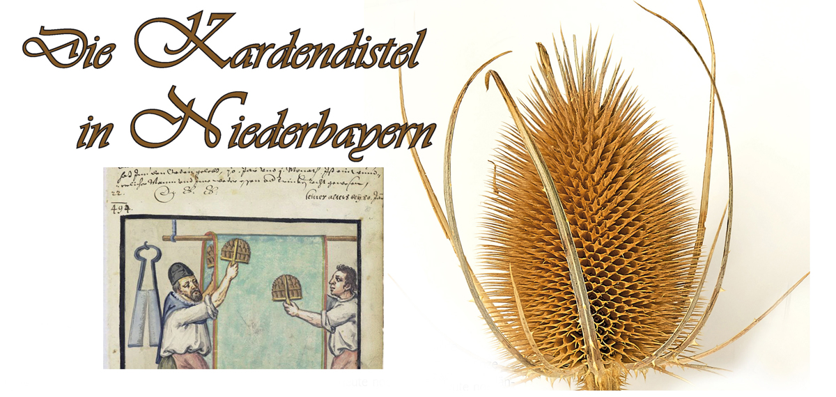 vor17 kardendistel