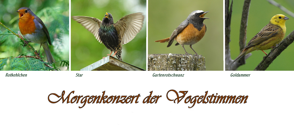 vor26 vogelstimmen