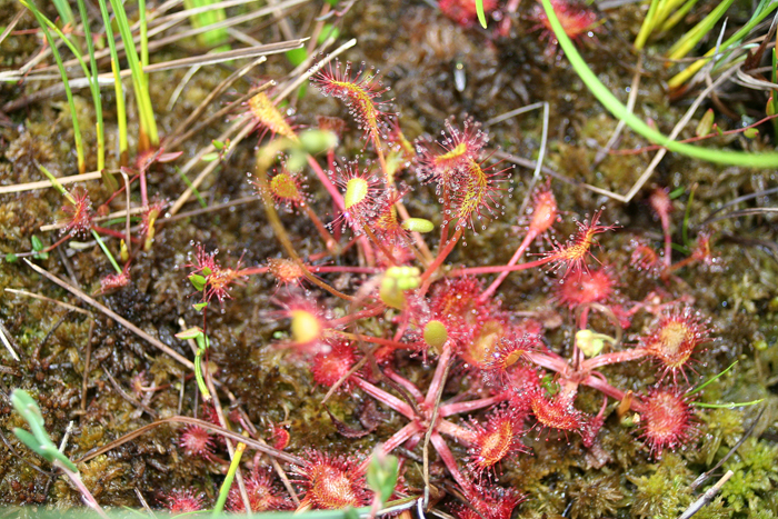 Schachtenfuehr Leibl 02