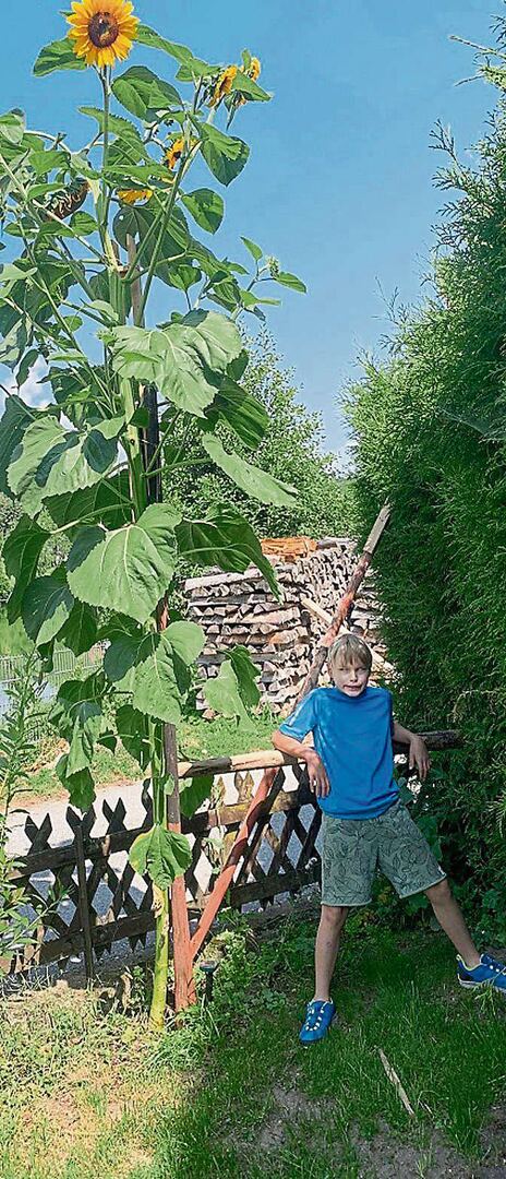 2025 10 22 OGV FALK Sonnenblume