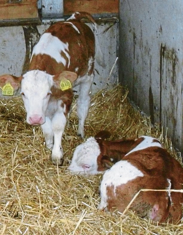 landwirtschaft graf2