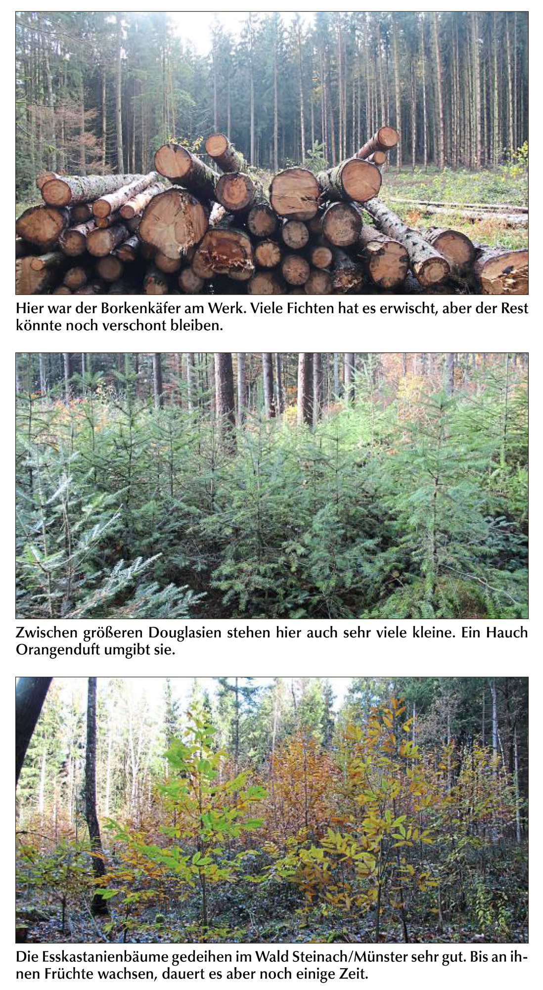 2024 01 04 Bog Unterwegs mit Revierleiterin Riedle Bilder